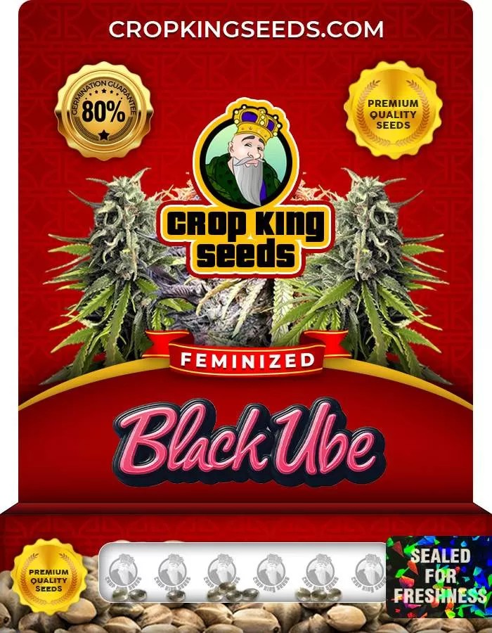 Black Ube Feminized Seeds