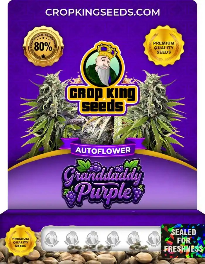 Granddaddy Purple Autoflower Seeds