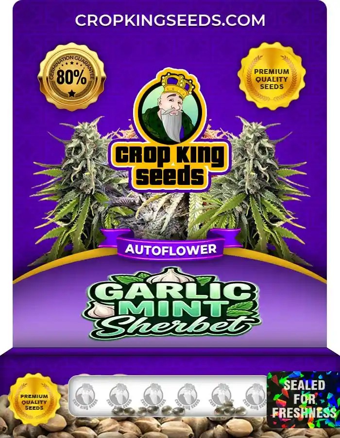 Garlic Mint Sherbet Autoflower Seeds