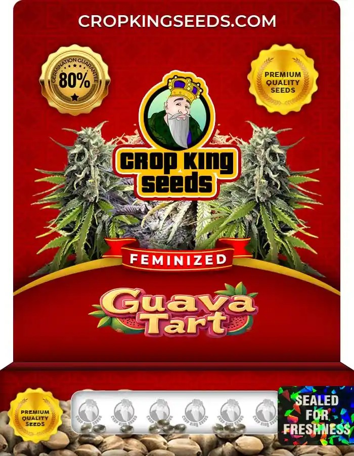 Guava Tart Strain Feminized Marijuana Seeds