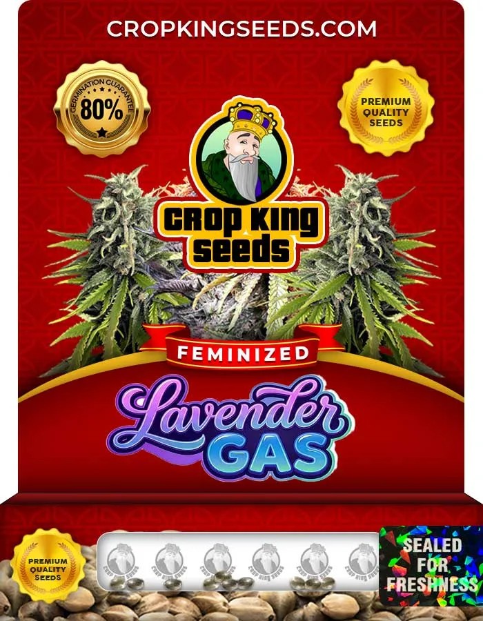 Lavender Gas Strain Feminized Seeds