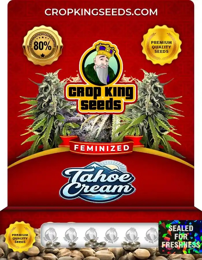 Tahoe Cream Strain Feminized Marijuana Seeds
