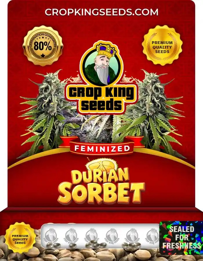 Durian Sorbet Strain Feminized Seeds