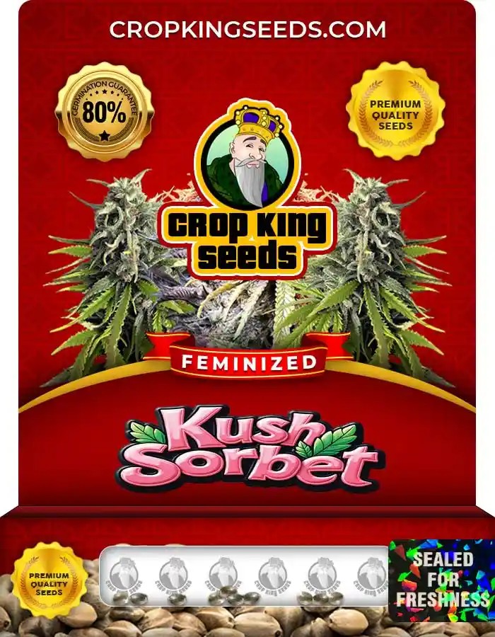Kush Sorbet Feminized Marijuana Seeds