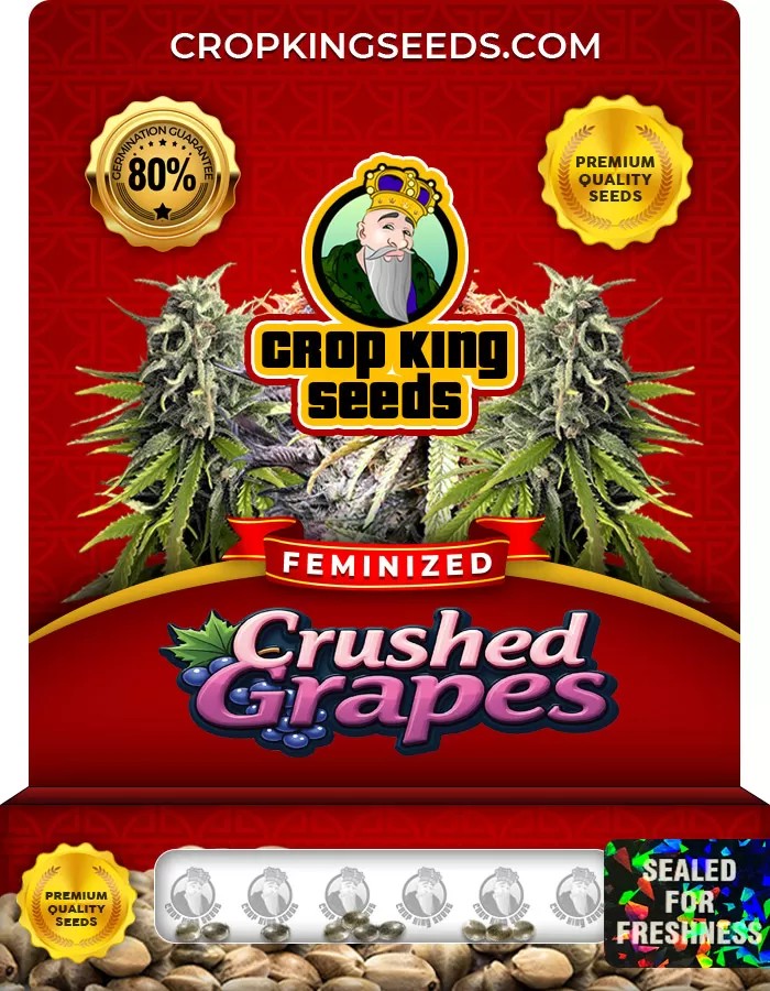 Crushed Grapes Feminized Marijuana Seeds