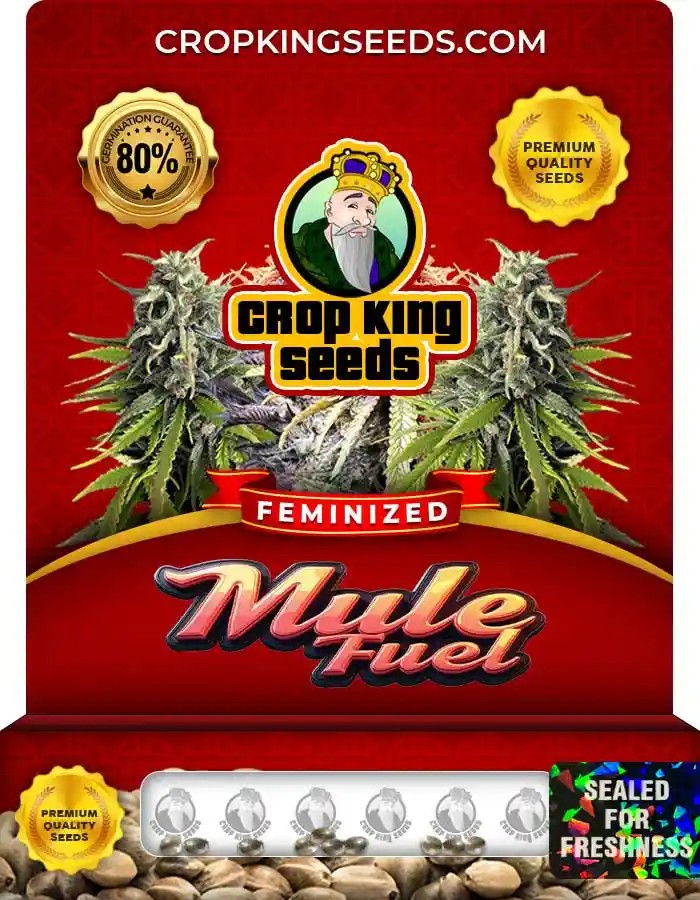 Mule Fuel Strain Feminized Marijuana Seeds