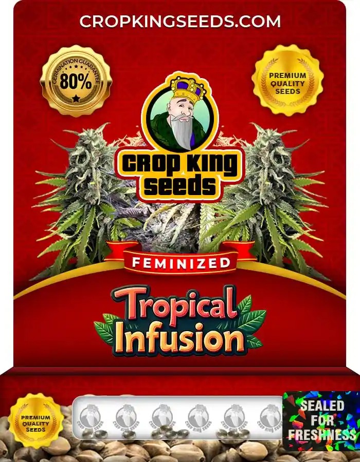 Tropical Infusion Strain Feminized Marijuana Seeds