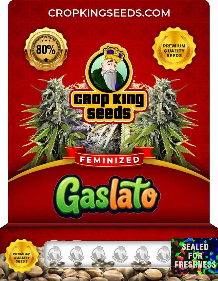 Gaslato Strain Feminized Marijuana Seeds