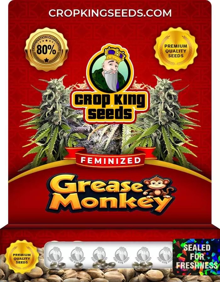 Grease Monkey Strain Feminized Marijuana Seeds