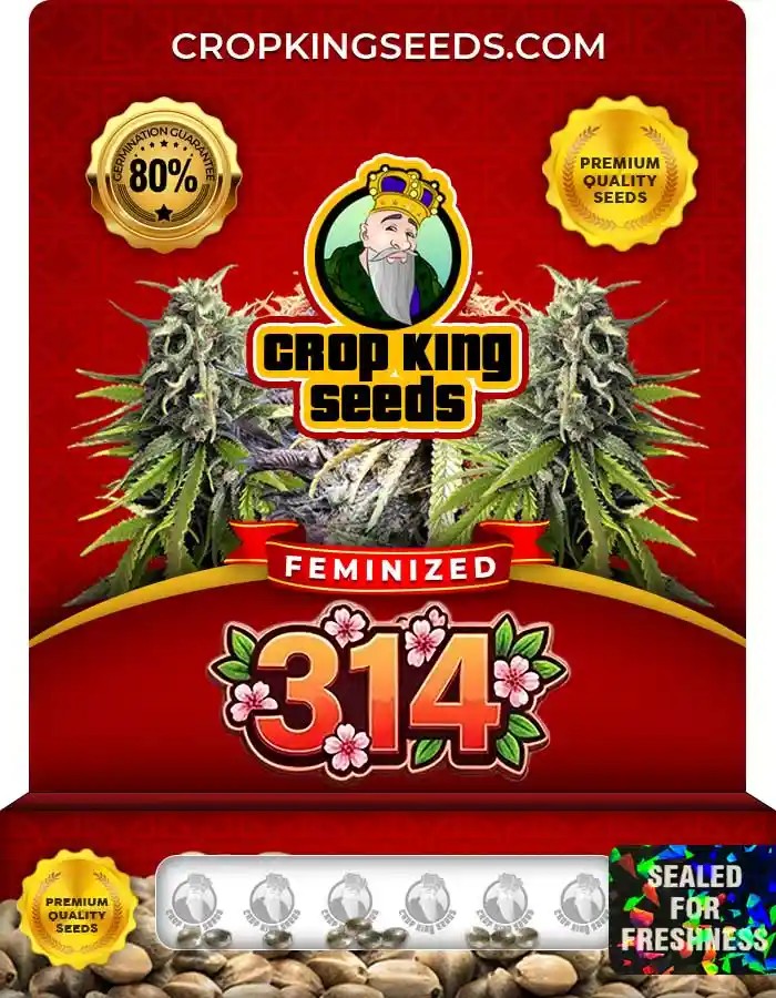 314 Strain Feminized Marijuana Seeds