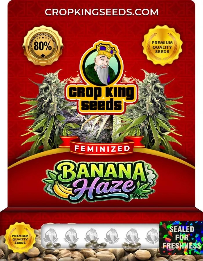 Banana Haze Strain Feminized Seeds