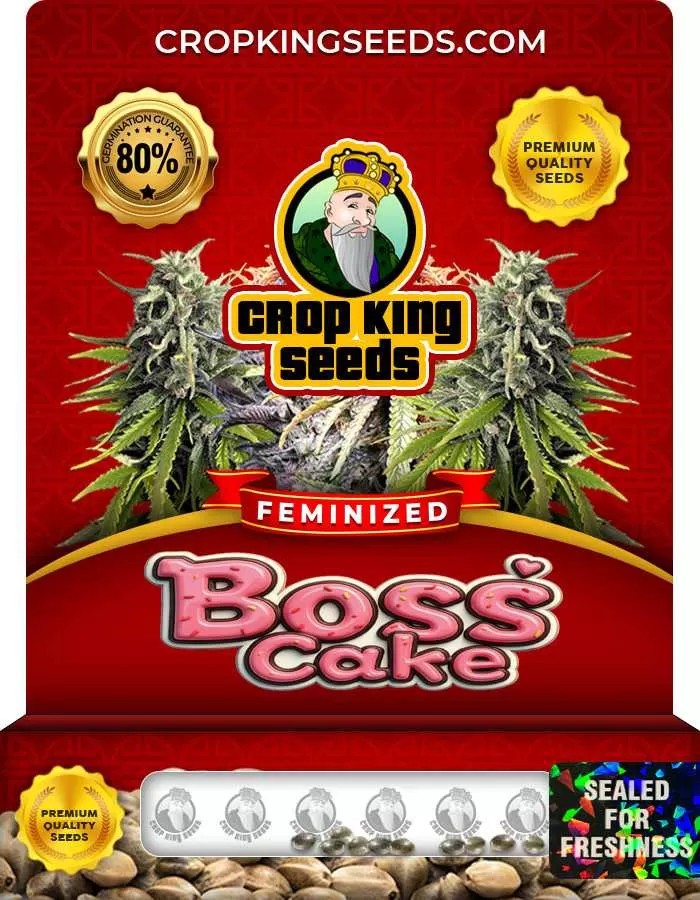 Boss Cake Strain Feminized Marijuana Seeds