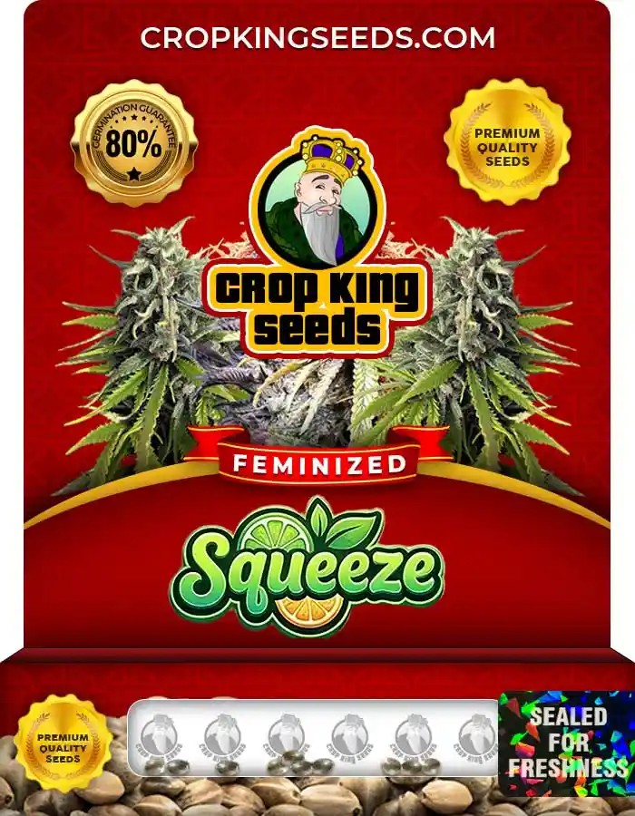 Squeeze Feminized Seeds