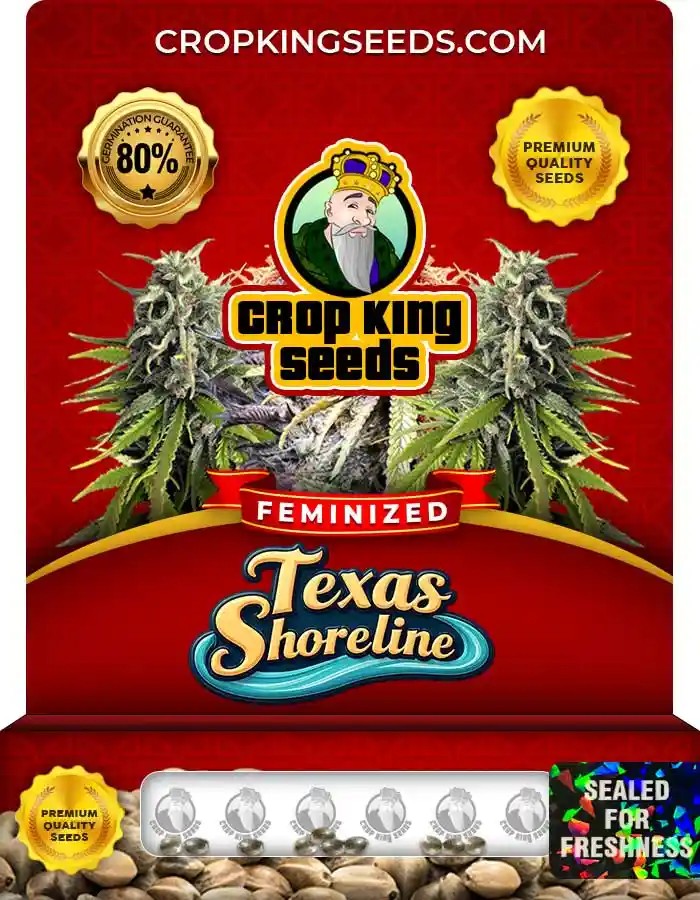 Texas Shoreline Strain Feminized Marijuana Seeds