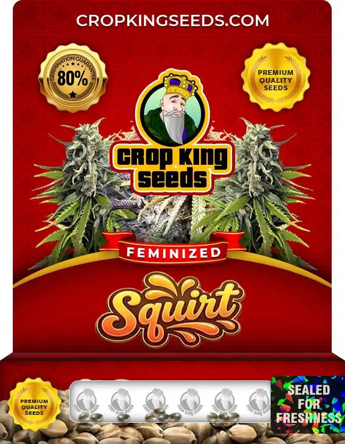 Squirt Strain Feminized Marijuana Seeds