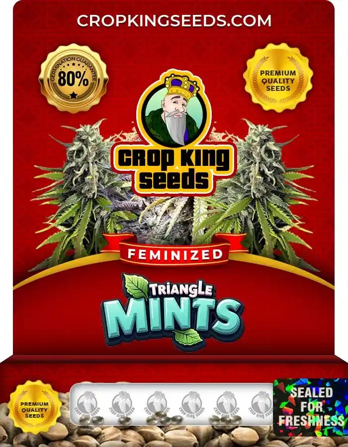 Triangle Mints Strain Feminized Marijuana Seeds