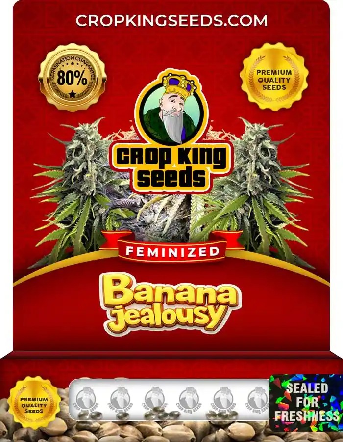 Banana Jealousy Strain Feminized Marijuana Seeds