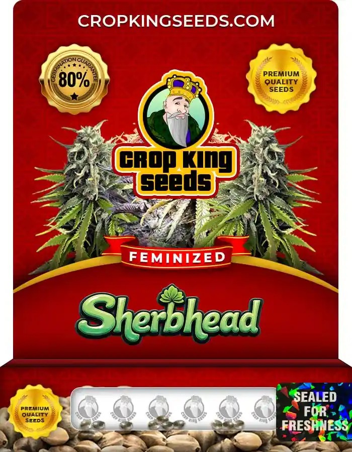 Sherbhead Strain Feminized Marijuana Seeds