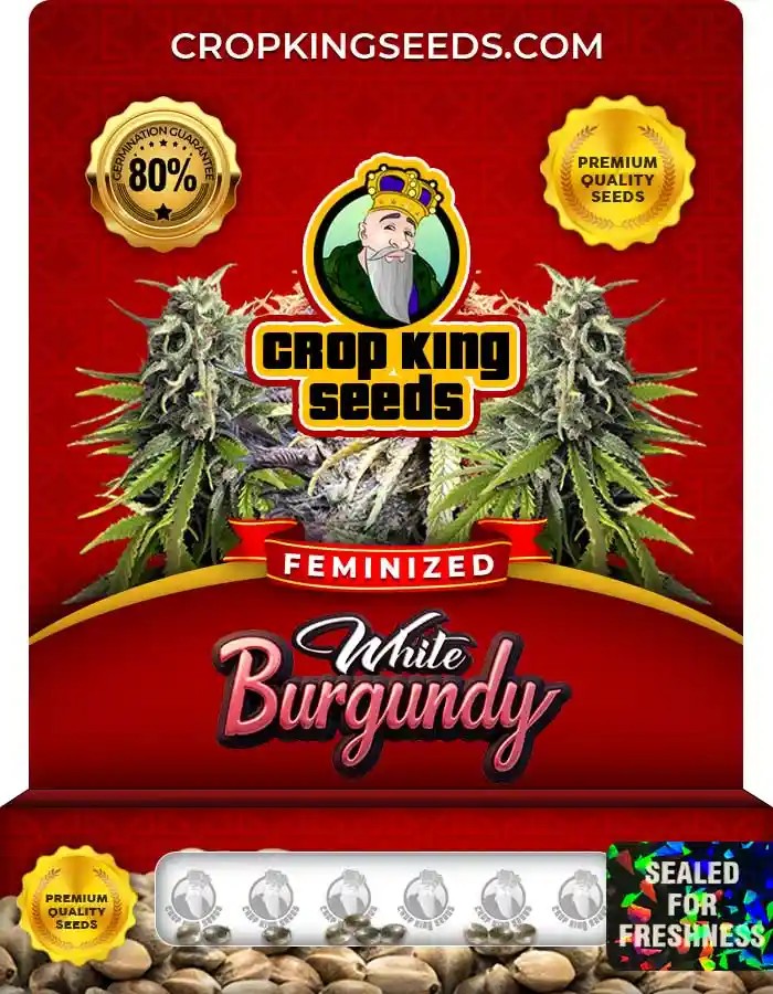 White Burgundy Strain Feminized Marijuana Seeds