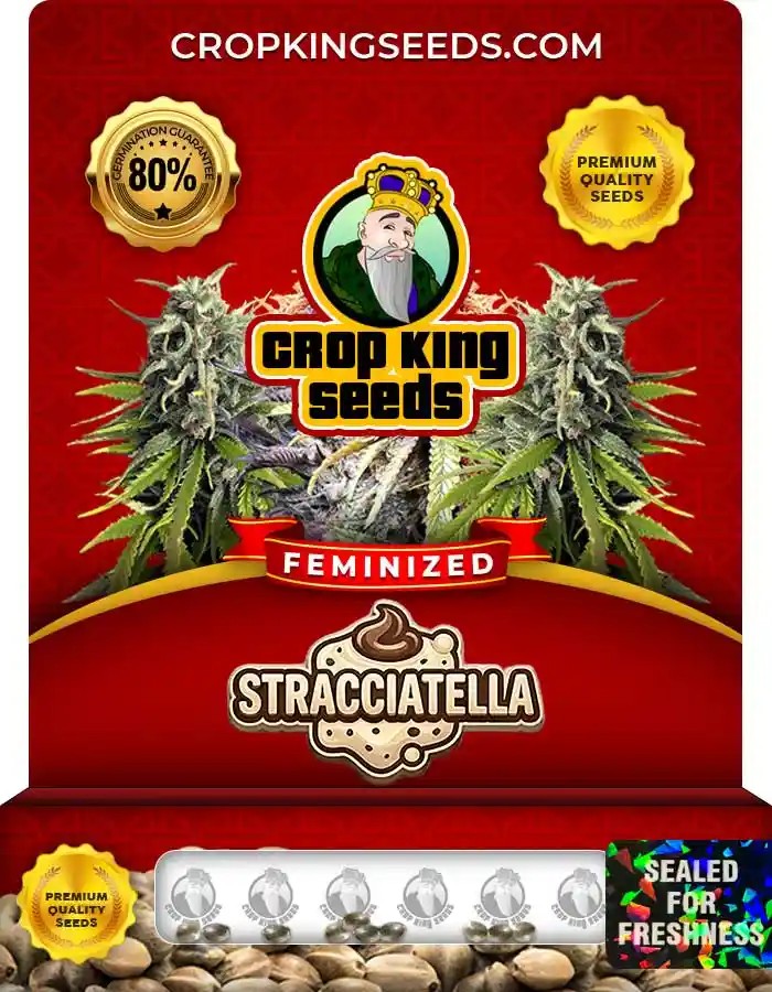 Stracciatella Feminized Seeds
