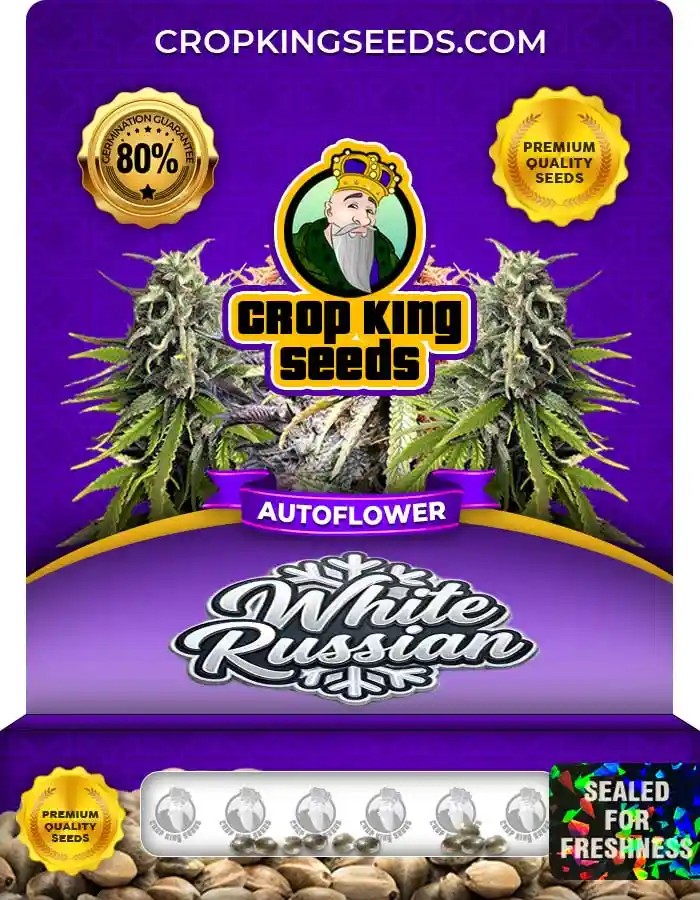 White Russian Autoflower Seeds