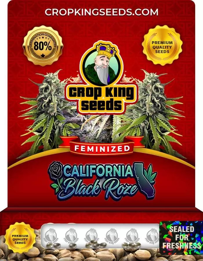 California Black Roze Feminized Seeds