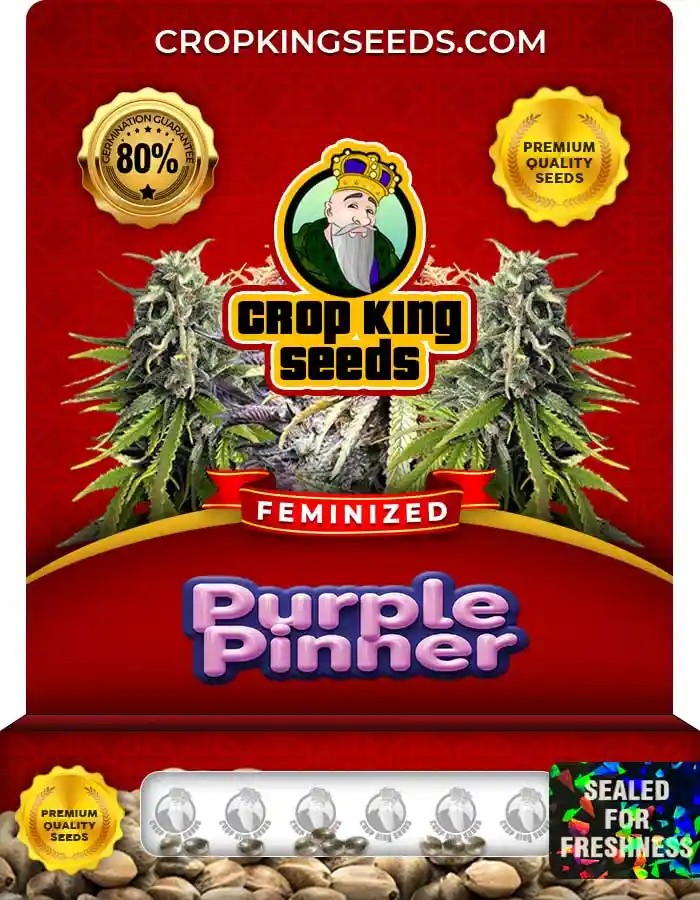 Purple Pinner Feminized Seeds