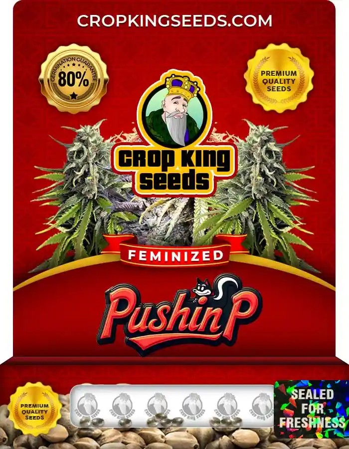 Pushin P Feminized Seeds