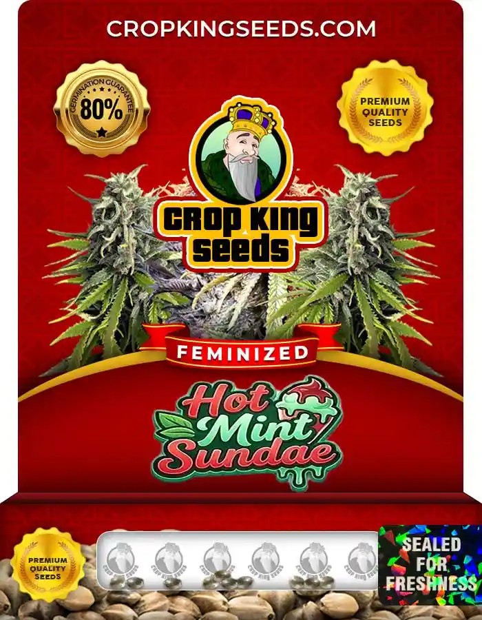 Hot Mint Sundae Strain Feminized Marijuana Seeds