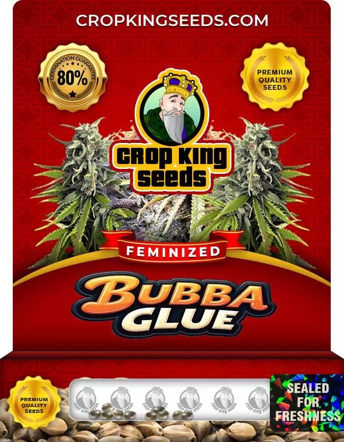 Bubba Glue Feminized Seeds