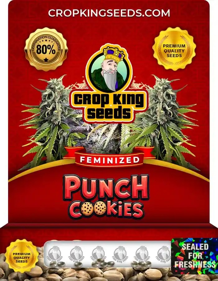 Punch Cookies Strain Feminized Marijuana Seeds