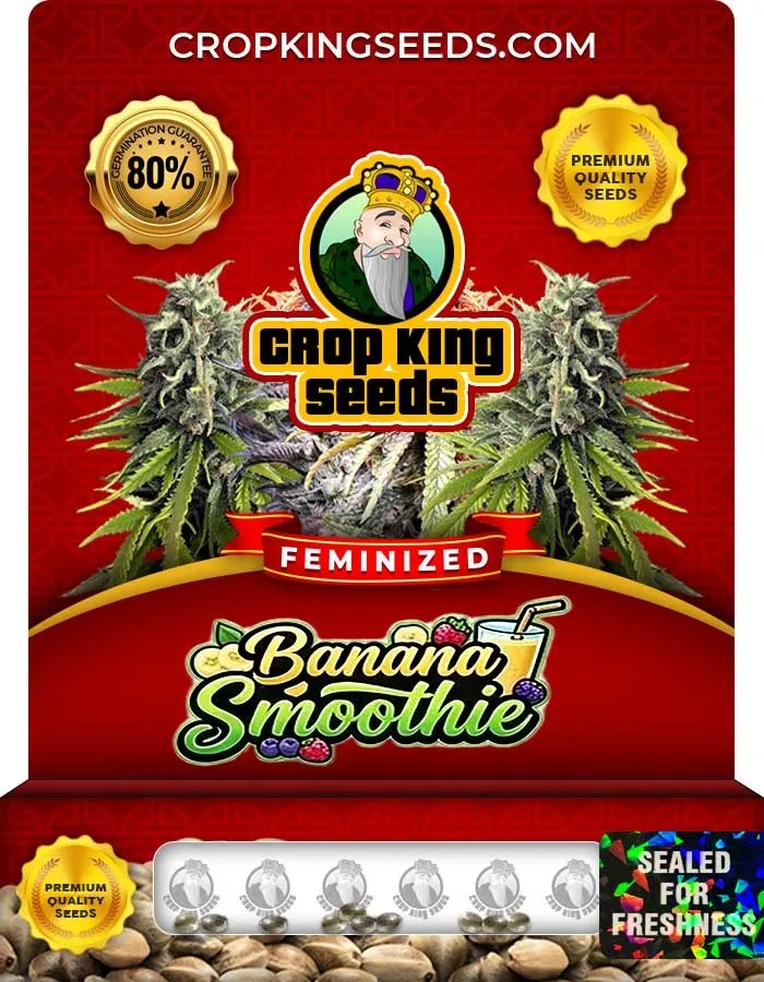 Banana Smoothie Strain Feminized Seeds