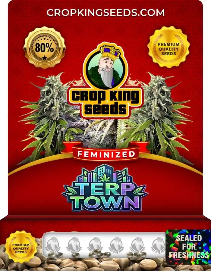 Terp Town Strain Feminized Marijuana Seeds