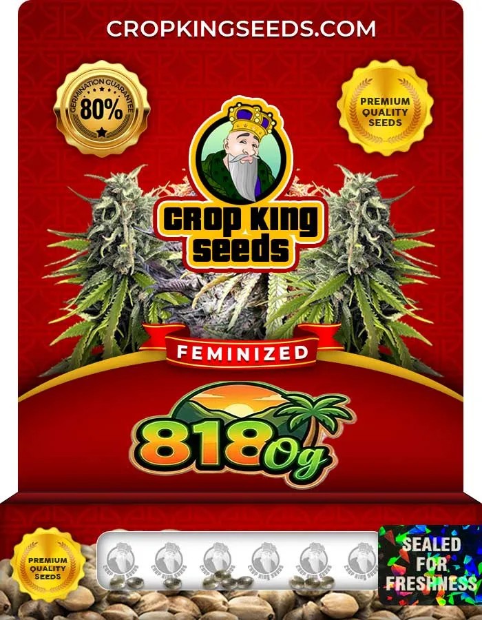 818 Og Strain Feminized Seeds