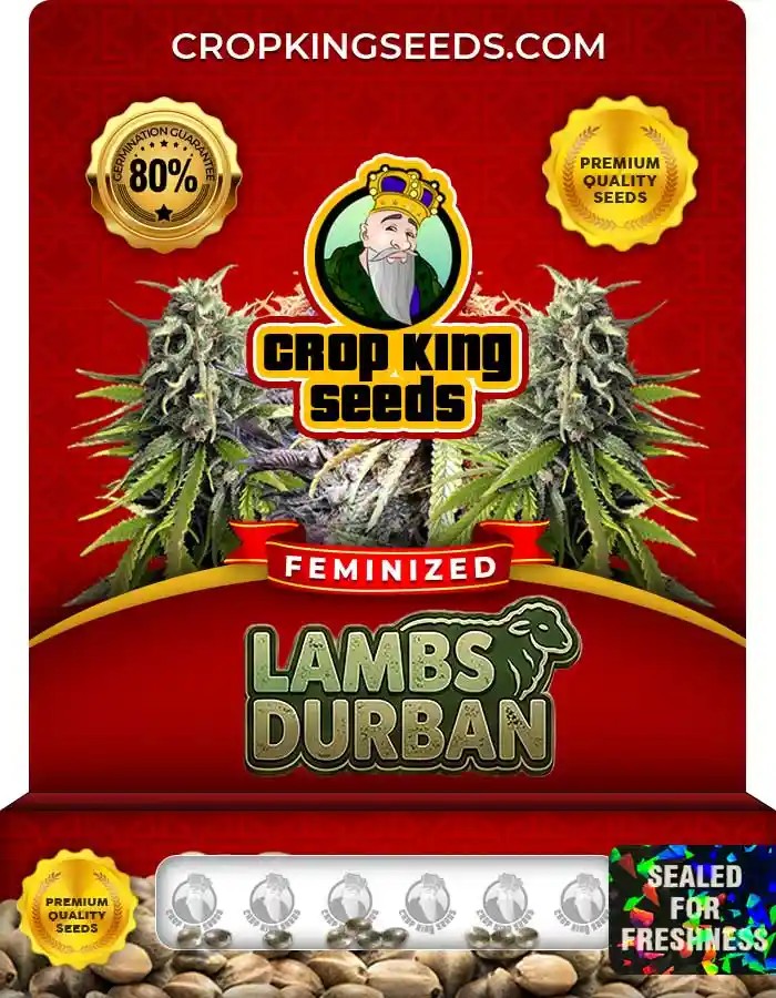 Lambs Durban Strain Feminized Seeds