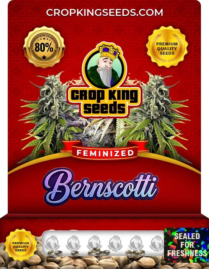 Bernscotti Strain Feminized Seeds