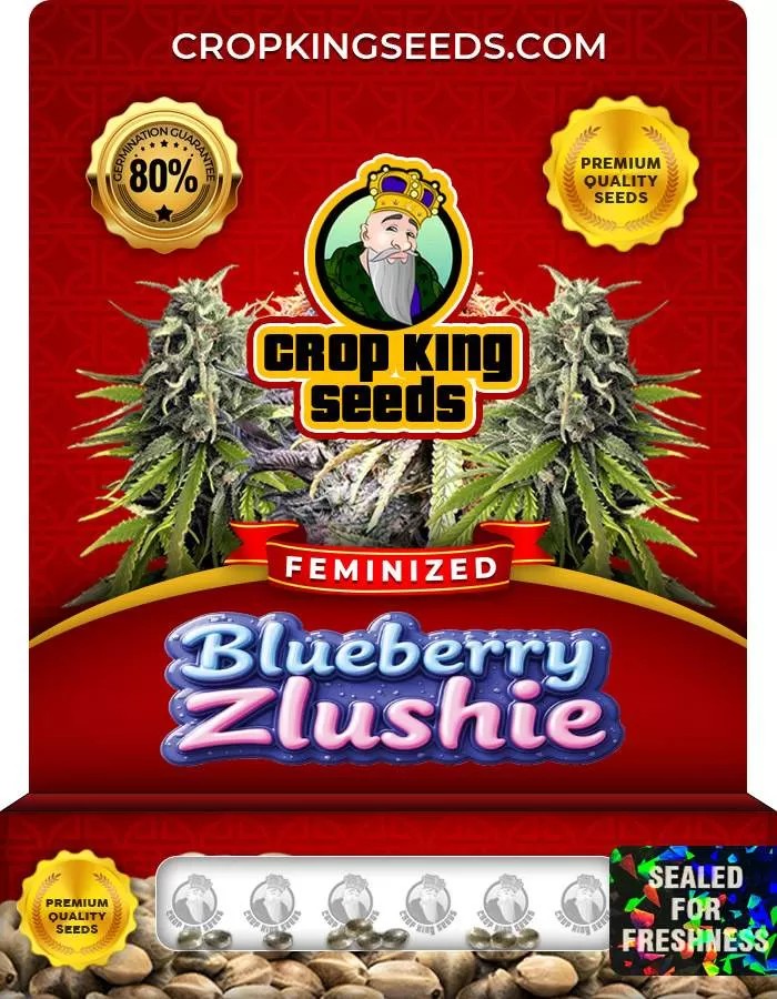 Blueberry Zlushie Strain Feminized Marijuana Seeds