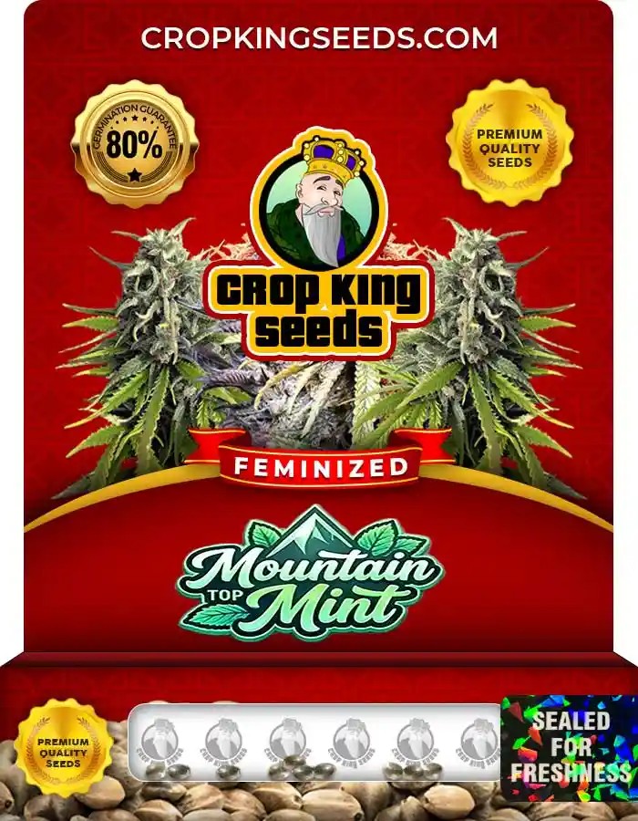 Mountain Top Mint Strain Feminized Marijuana Seeds