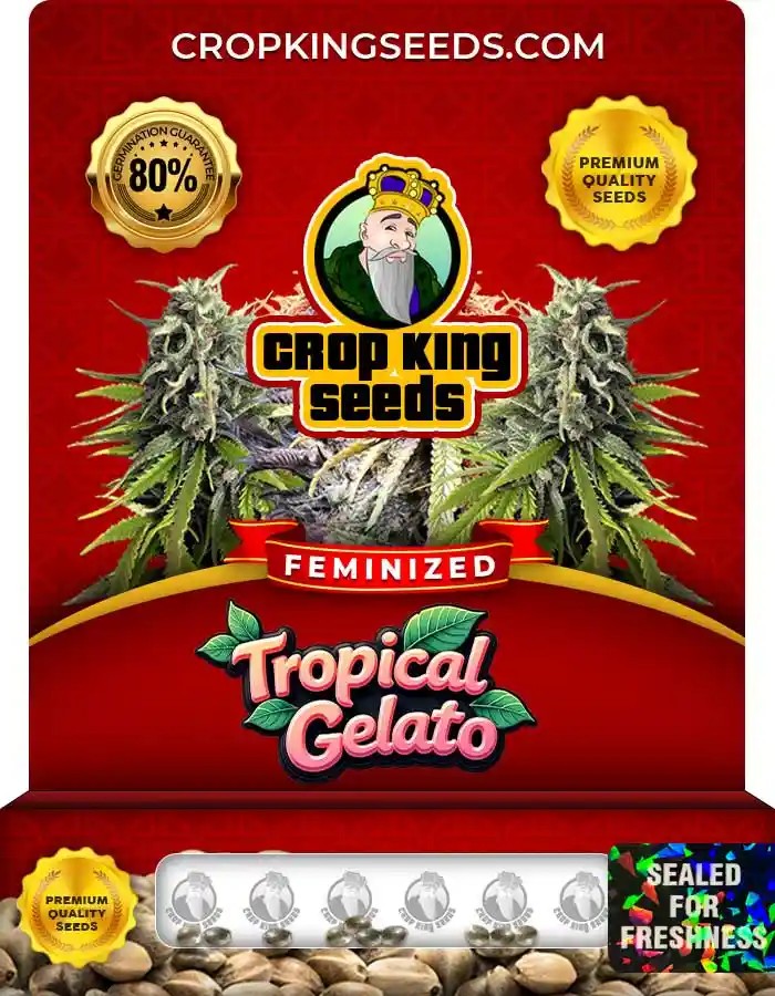 Tropical Gelato Strain Feminized Marijuana Seeds