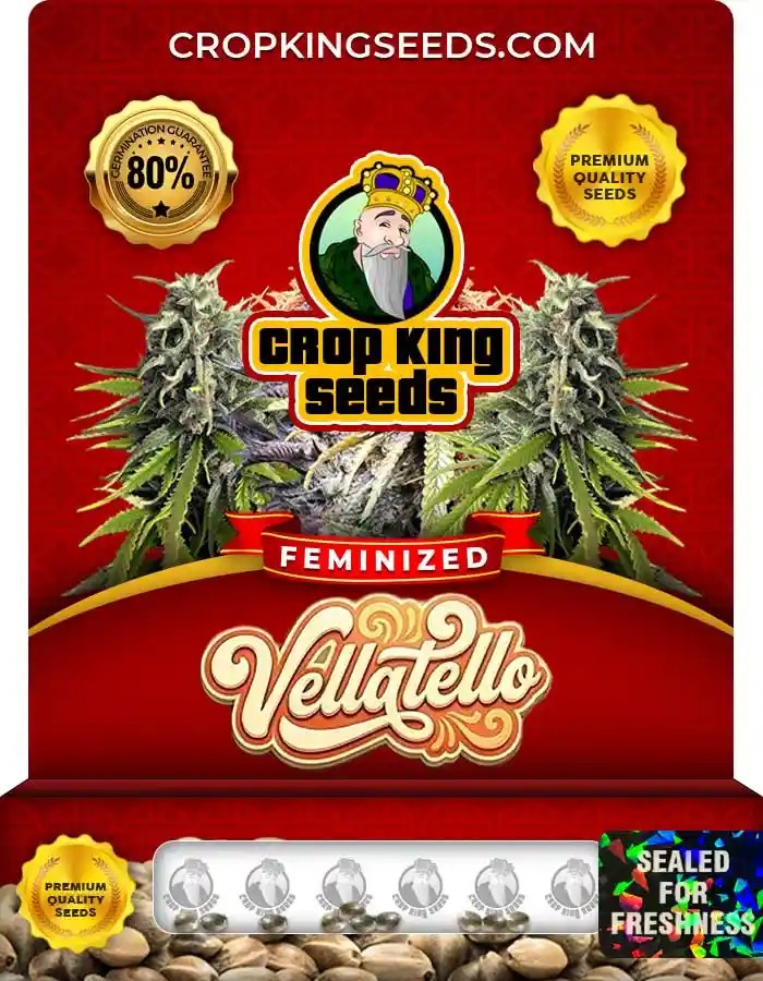 Vellatello Strain Feminized Seeds