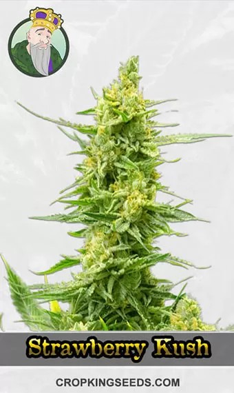 CBD Strawberry Kush Feminized Marijuana Seeds