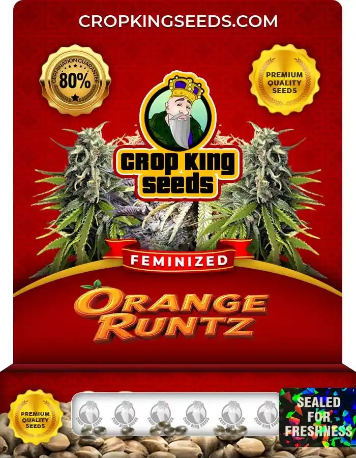 Orange Runtz Strain Feminized Marijuana Seeds