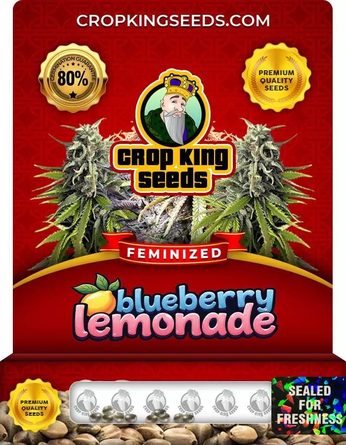Blueberry Lemonade Strain Feminized Marijuana Seeds