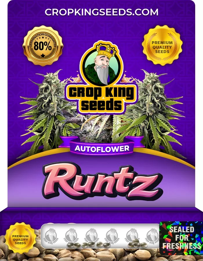 Runtz Autoflower Marijuana Seeds