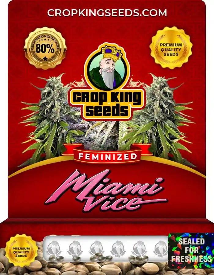 Miami Vice Strain Feminized Marijuana Seeds