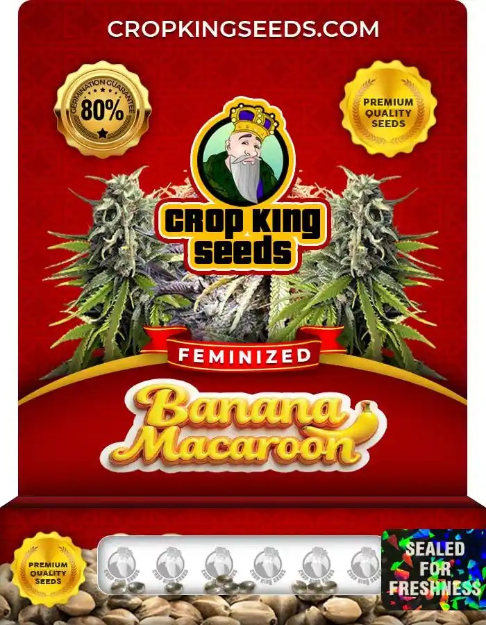 Banana Macaroon Strain Feminized Marijuana Seeds