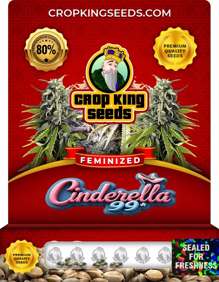 Cinderella99 Feminized Marijuana Seeds