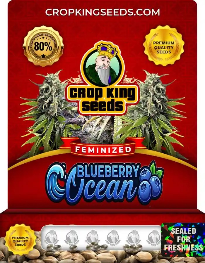 Blueberry Ocean Strain Feminized Seeds