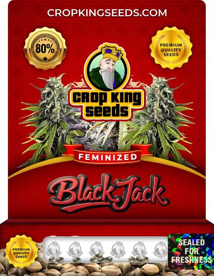 Black Jack Strain Feminized Marijuana Seeds
