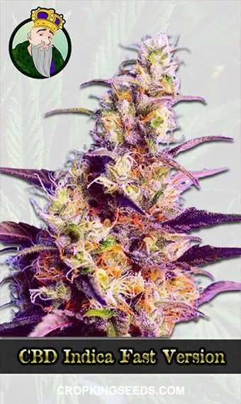 CBD Indica Strain Fast Version Marijuana Seeds